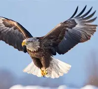 开云下载-老鹰队遭逆转,惨败再战印第安纳步行者队